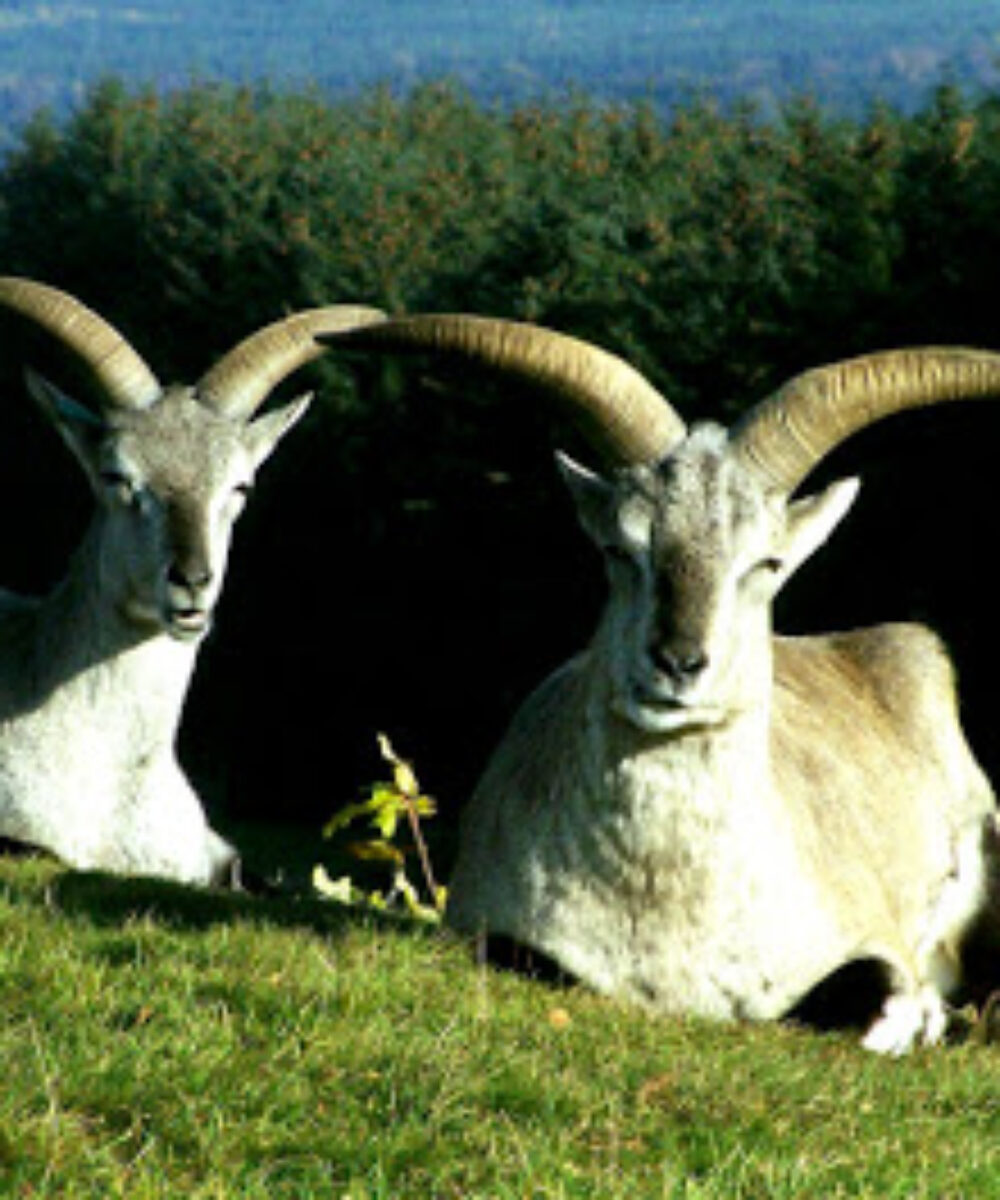 J&K: A Dream Destination: Nandini Wildlife Sanctuary