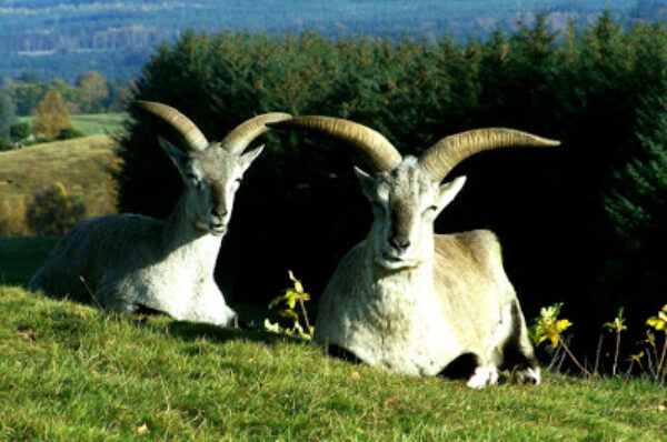 J&K: A Dream Destination: Nandini Wildlife Sanctuary